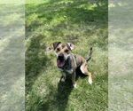 Small #1 Labrador Retriever Mix