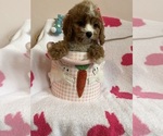 Small Photo #13 Cavapoo Puppy For Sale in SYLMAR, CA, USA