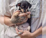 Small #2 Chipin