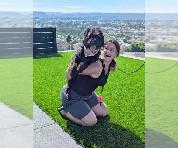 Medium Photo #10 Mutt Puppy For Sale in San Diego, CA, USA