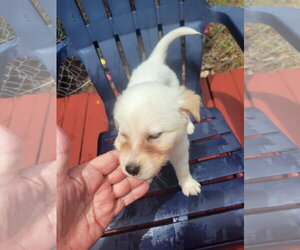 Great Pyrenees-Unknown Mix Dogs for adoption in Grafton, WI, USA