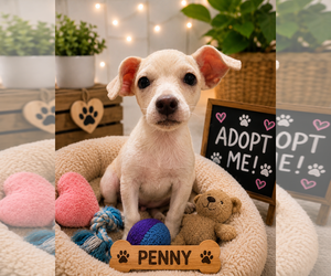 Chihuahua-Unknown Mix Dogs for adoption in Queen Creek, AZ, USA