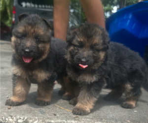 German Shepherd Dog Puppy for sale in PAHOKEE, FL, USA