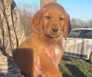 Golden Retriever Puppy for sale in ELLISGROVE, IL, USA