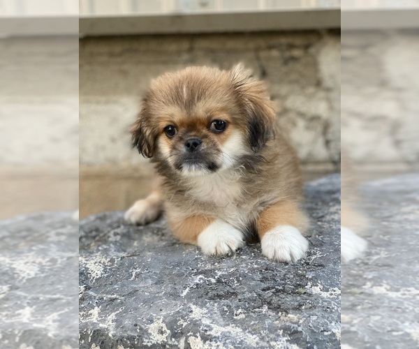 Medium Photo #3 Pekingese Puppy For Sale in CANOGA, NY, USA