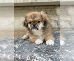 Small Photo #3 Pekingese Puppy For Sale in CANOGA, NY, USA