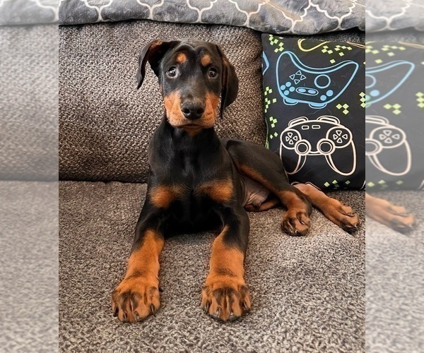 Medium Photo #1 Doberman Pinscher Puppy For Sale in INDIANAPOLIS, IN, USA