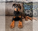 Small Doberman Pinscher