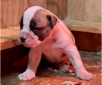 Small Photo #17 American Bulldog Puppy For Sale in MILLS RIVER, NC, USA
