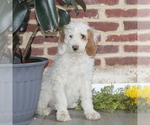 Small Photo #1 Poodle (Standard) Puppy For Sale in NOTTINGHAM, PA, USA