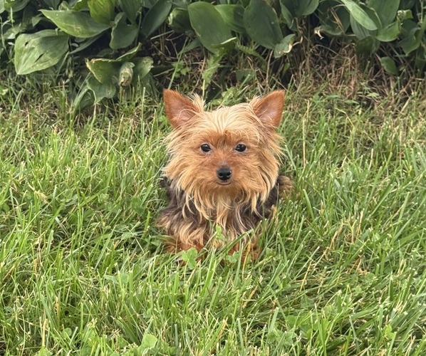 Medium Photo #2 Yorkshire Terrier Puppy For Sale in CANOGA, NY, USA