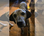 Small #3 Mutt