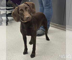 Boykin Spaniel-Labrador Retriever Mix Dogs for adoption in Washington, DC, USA