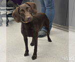 Small #1 Boykin Spaniel-Labrador Retriever Mix