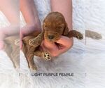 Small Photo #14 Goldendoodle (Miniature) Puppy For Sale in BAKERSFIELD, CA, USA