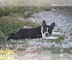 Small Photo #8 Boston Terrier Puppy For Sale in LAMAR, MO, USA