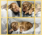 Puppy Daffodil Goldendoodle