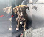 Small #1 American Staffordshire Terrier-Staffordshire Bull Terrier Mix