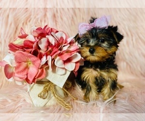 Yorkshire Terrier Puppy for sale in INDIANAPOLIS, IN, USA