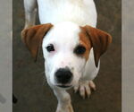 Small #7 Greyhound-Labrador Retriever Mix