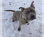Small #2 American Staffordshire Terrier Mix