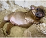 Small Photo #48 French Bulldog Puppy For Sale in WEXFORD, PA, USA