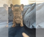 Small Photo #6 French Bulldog Puppy For Sale in SOUTHLAKE, TX, USA