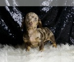 Small Photo #37 Dachshund Puppy For Sale in WARSAW, IN, USA
