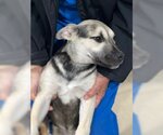 Small #22 Labrador Retriever Mix