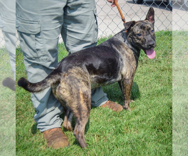 Medium Photo #3 Holland Shepherd-Mountain Cur Mix Puppy For Sale in Huntley, IL, USA