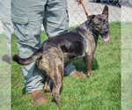 Small #2 Holland Shepherd-Mountain Cur Mix