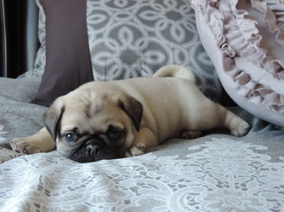 Pug Puppy for sale in BROOMFIELD, CO, USA
