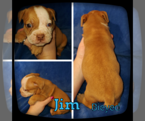 Olde English Bulldogge Puppy for sale in WHEELER, MI, USA