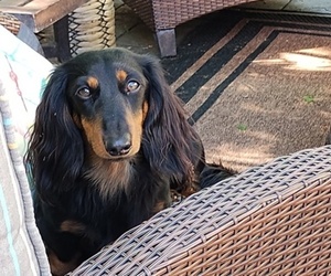 Father of the Dachshund puppies born on 04/21/2025