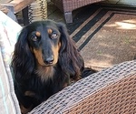 Small Photo #1 Dachshund Puppy For Sale in LAKE HOPATCONG, NJ, USA