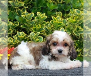 Cavachon Puppy for sale in GORDONVILLE, PA, USA