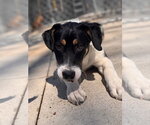 Small #2 Beagle Mix