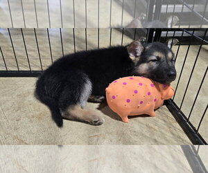 Lily 7617 - Female German Shepherd Dog Dog for Adoption - Photo #9