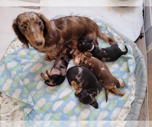 Mother of the Dachshund puppies born on 12/23/2022