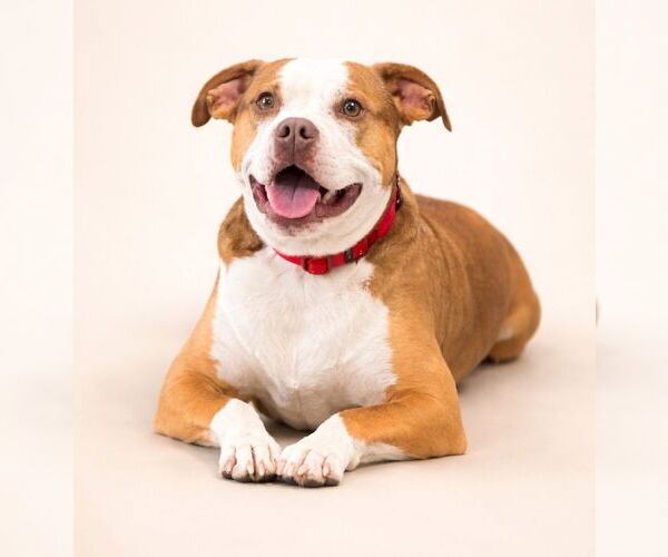 Medium Photo #5 Mutt Puppy For Sale in Chester, NJ, USA