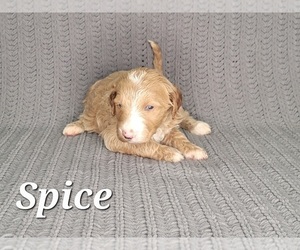 Goldendoodle Puppy for sale in SLIDELL, LA, USA