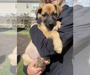 Mutt Dogs for adoption in Virginia Beach, VA, USA