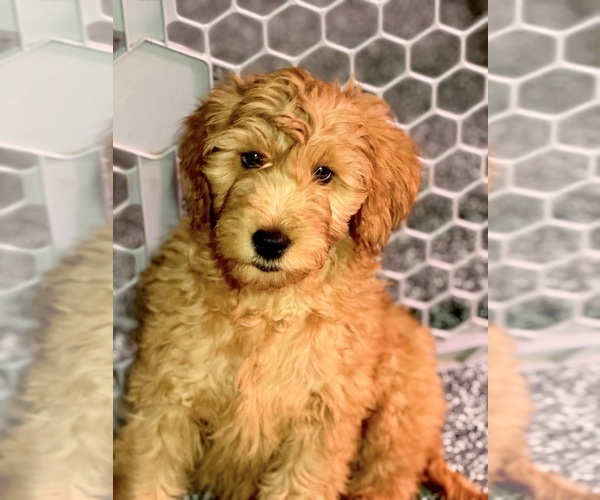 Medium Photo #3 Goldendoodle Puppy For Sale in SACRAMENTO, CA, USA