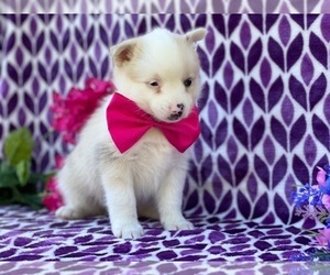 Pomsky Puppy for sale in LANCASTER, PA, USA