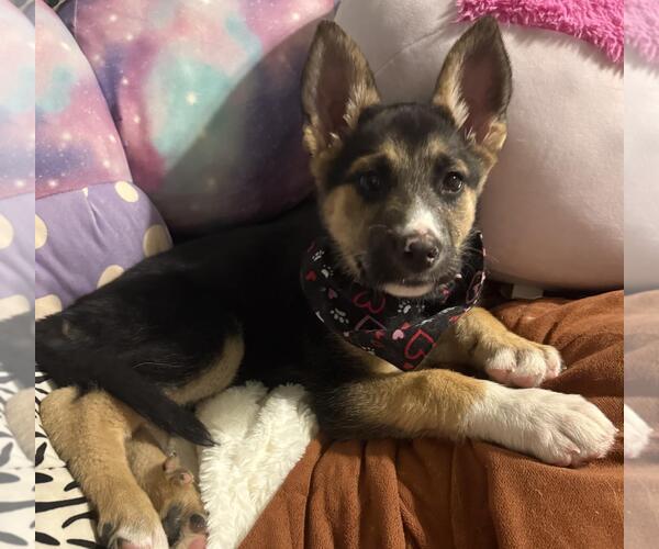 Medium Photo #3 Gerberian Shepsky Puppy For Sale in Incline Village, NV, USA