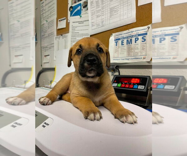 Medium Photo #4 Great Pyrenees-Mastiff Mix Puppy For Sale in Bolivar, MO, USA