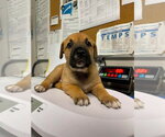 Small #3 Great Pyrenees-Mastiff Mix