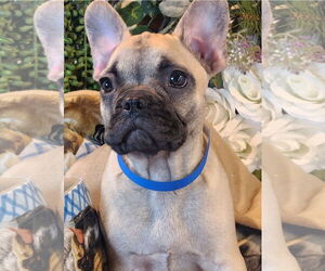 French Bulldog Dogs for adoption in Bon Carbo, CO, USA