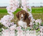 Puppy Evergreen Bordoodle