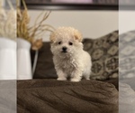 Small Photo #2 Maltipoo Puppy For Sale in COOLIDGE, AZ, USA